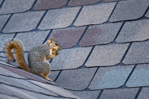 Spartanburg Wildlife Removal